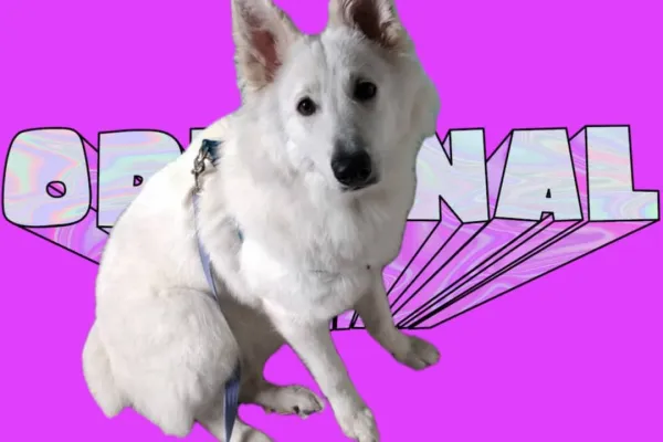 Peluquería Canina Camila
