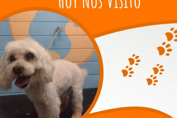 Iris Peluquería Canina
