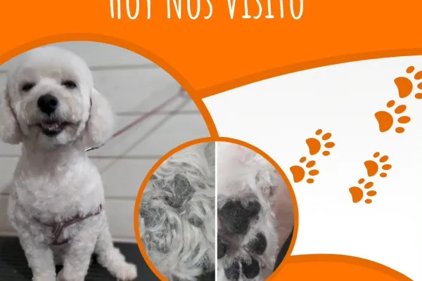 Iris Peluquería Canina