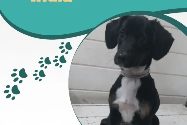 Iris Peluquería Canina