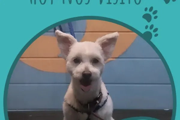 Iris Peluquería Canina