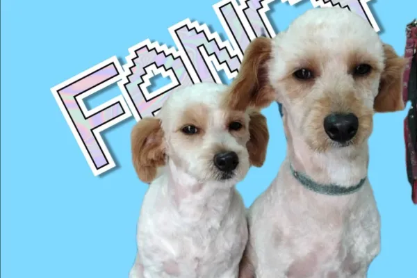 Peluquería Canina Camila