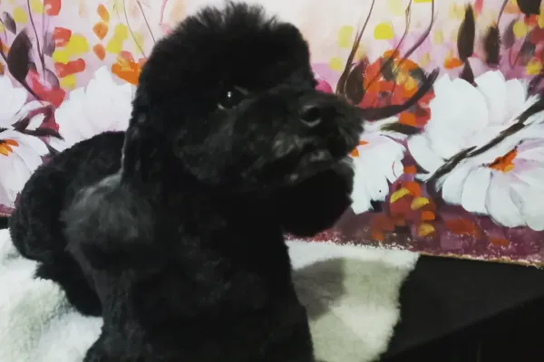 Flavia Romano Peluquería Canina