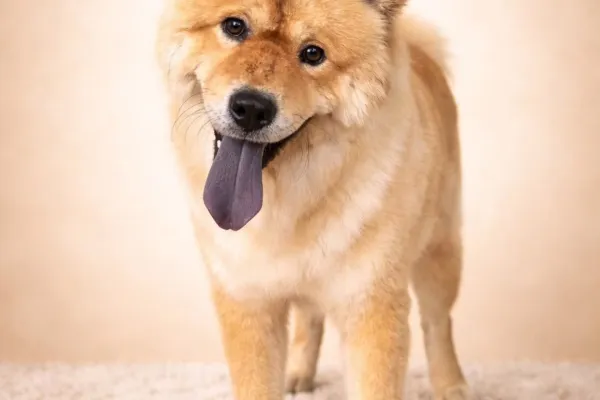 Peluquería Canina HijosdePerra
