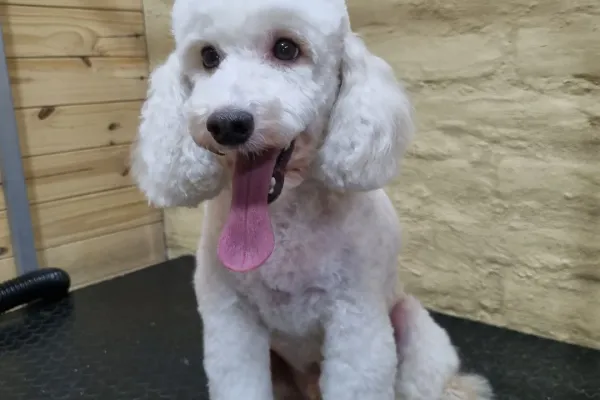 Glamour Canino