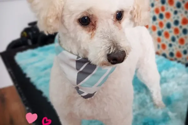 Peluditos Peluquería