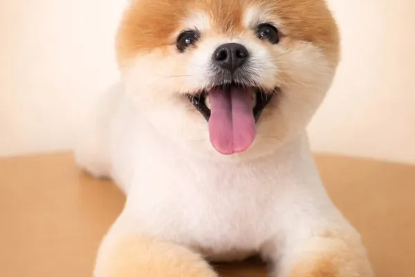 Peluquería Canina HijosdePerra
