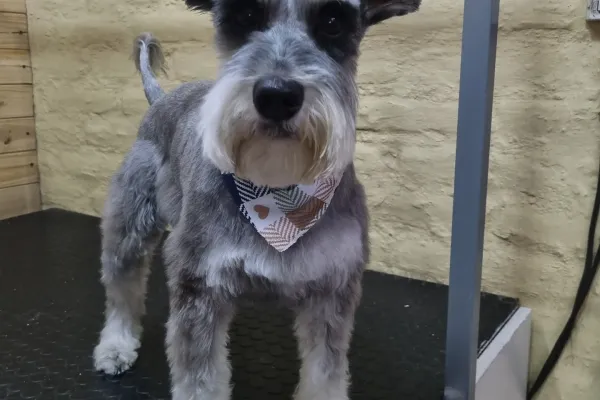 Glamour Canino