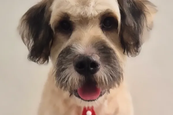 Frida Mundo Canino