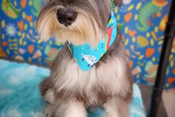Peluditos Peluquería