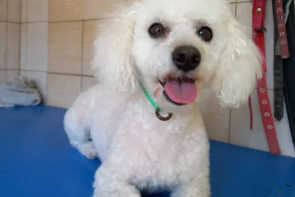 Peluquería Canina Camila
