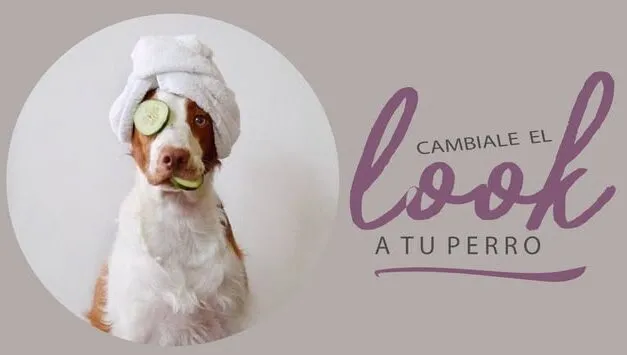Deacon Peluqueras Caninas