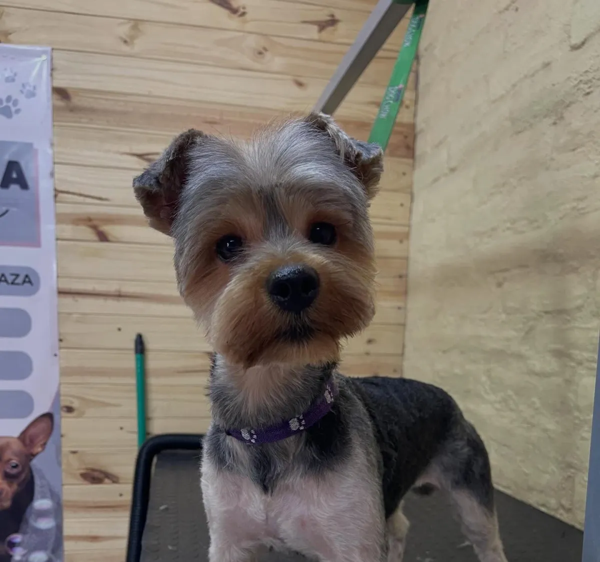Glamour Canino