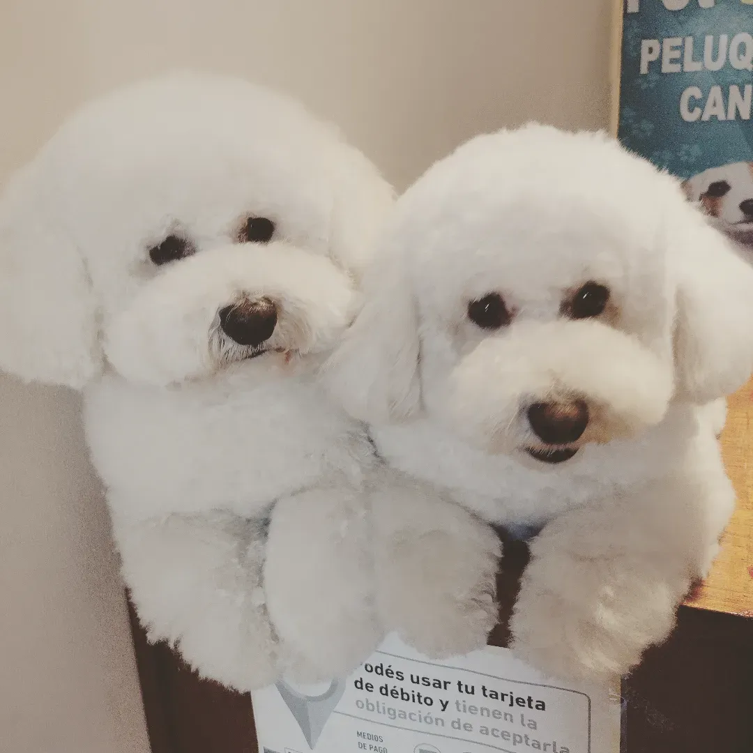 Pet City Peluquería Canina