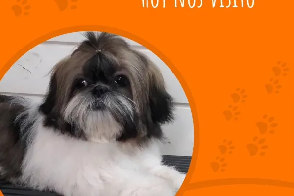 Iris Peluquería Canina
