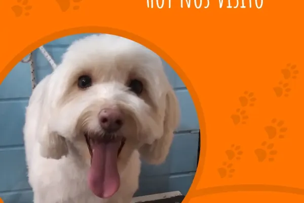 Iris Peluquería Canina