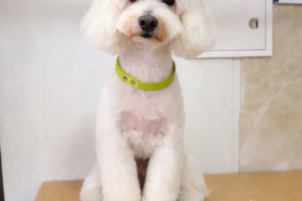 Peluquería Canina HijosdePerra