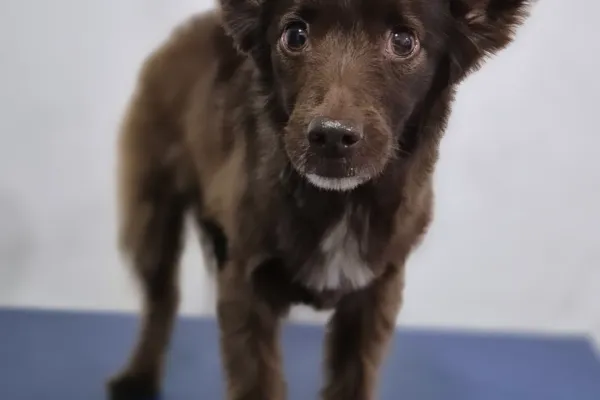 Frida Mundo Canino
