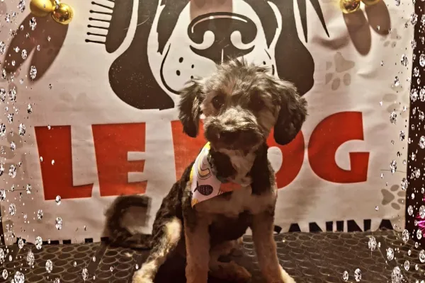 Peluquería Canina Le Dog