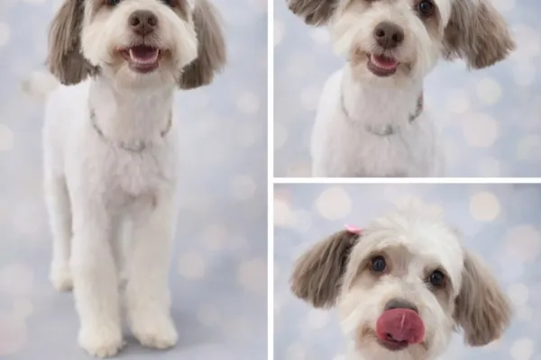 Peluquería Canina HijosdePerra