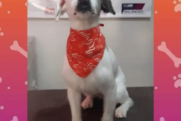Pet Shop Pelusa
