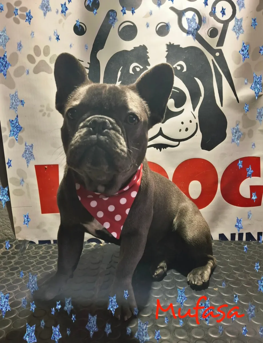 Peluquería Canina Le Dog