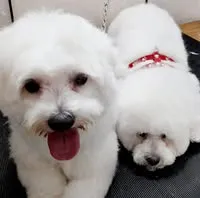 Logo de Sexta PET Peluquería Canina