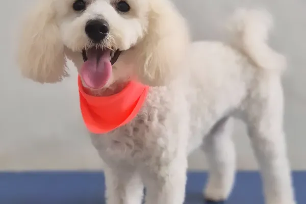 Frida Mundo Canino