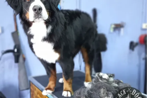 BLACK DOG