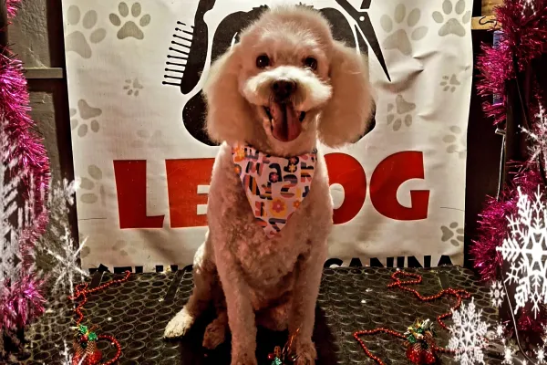 Peluquería Canina Le Dog