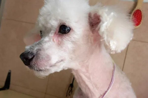 Peluquería Canina Camila