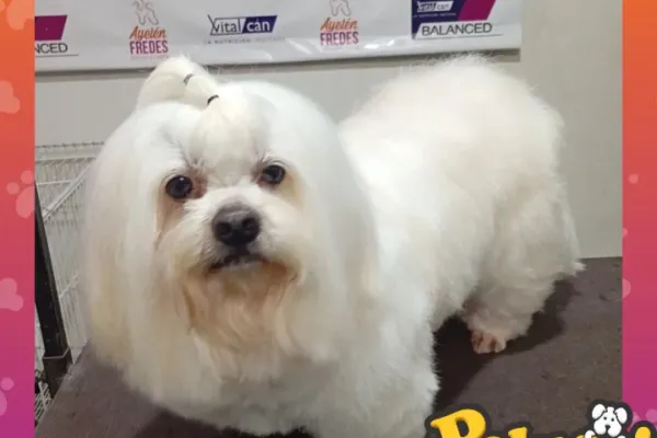 Pet Shop Pelusa