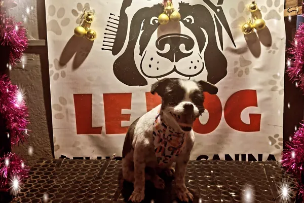 Peluquería Canina Le Dog