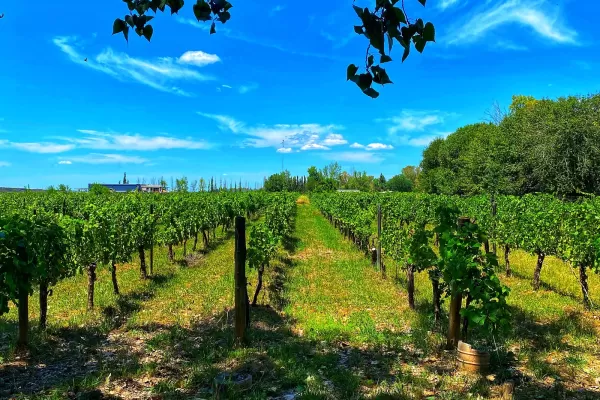 Bodega Dolium