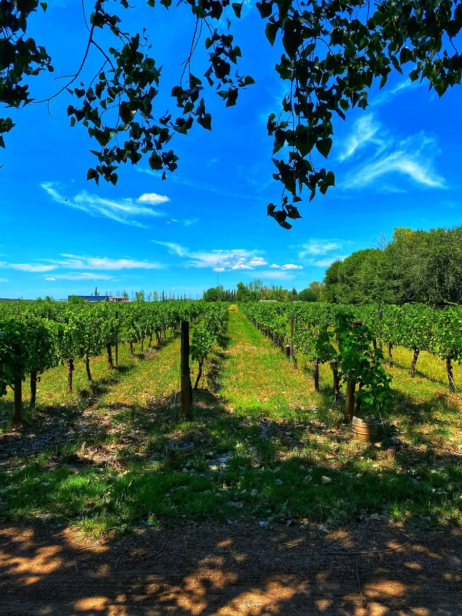 Bodega Dolium