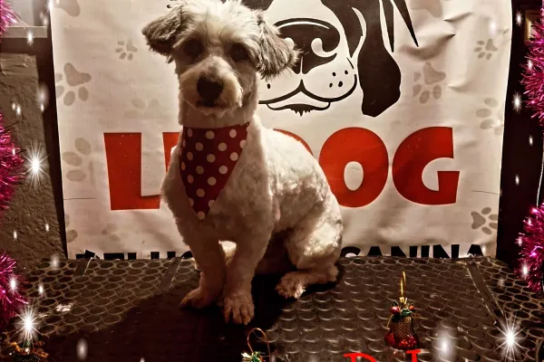 Peluquería Canina Le Dog
