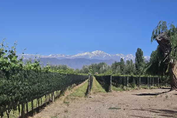 Finca Bandini