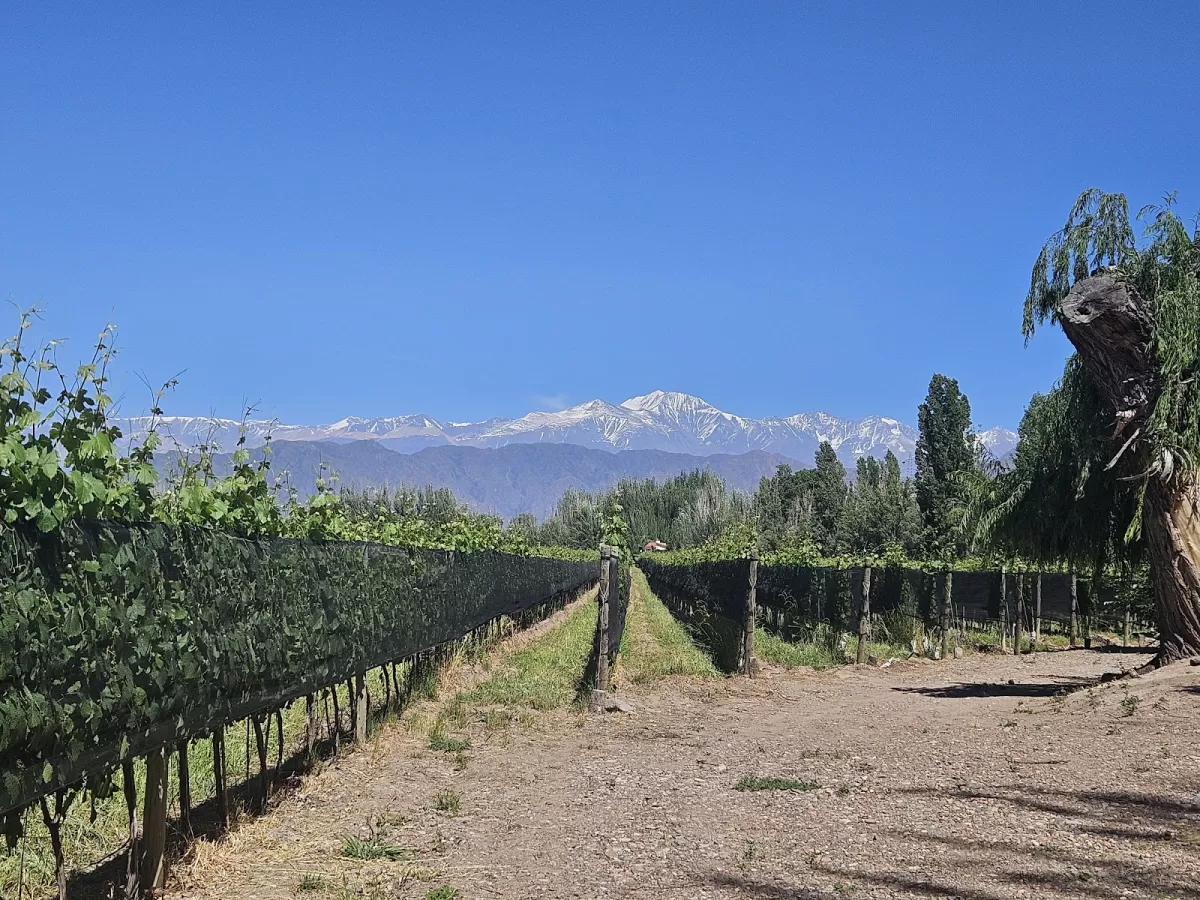 Finca Bandini