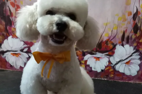 Flavia Romano Peluquería Canina