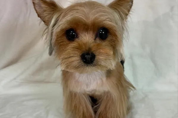Flavia Romano Peluquería Canina