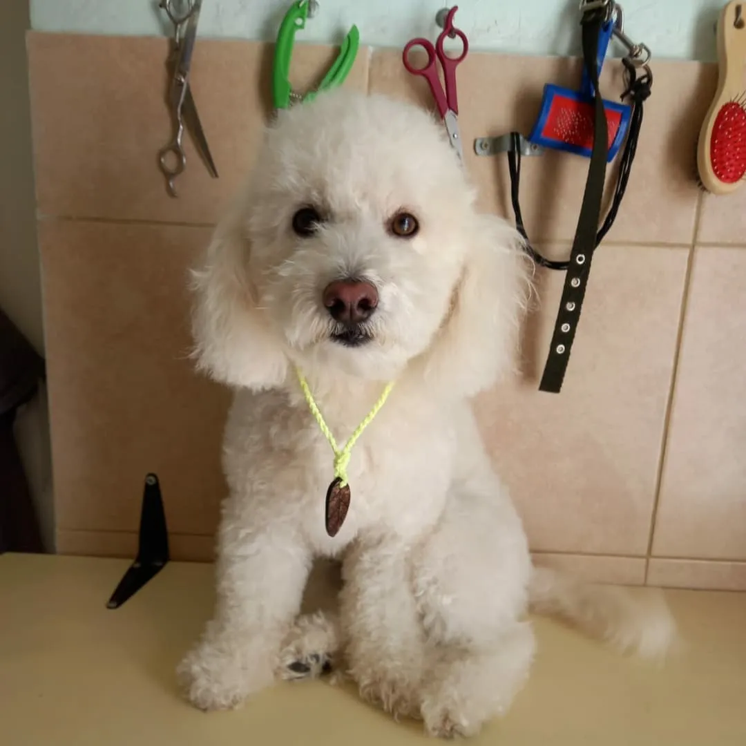 Peluquería Canina Camila