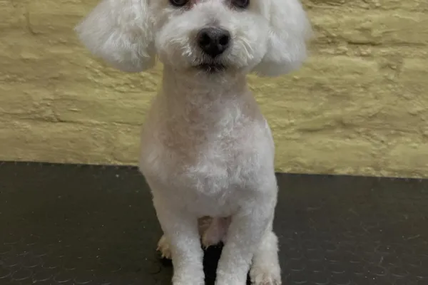 Glamour Canino