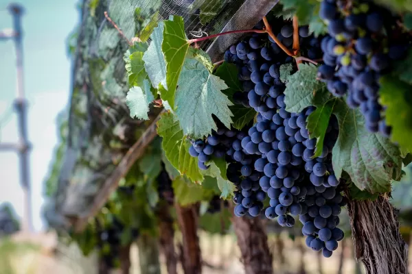 Huarpe Riglos Family Wines