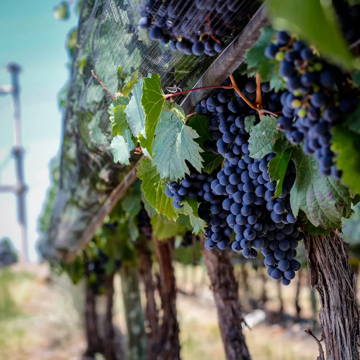 Huarpe Riglos Family Wines