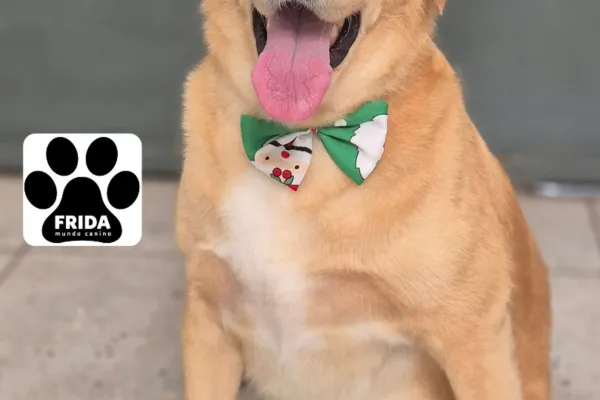 Frida Mundo Canino