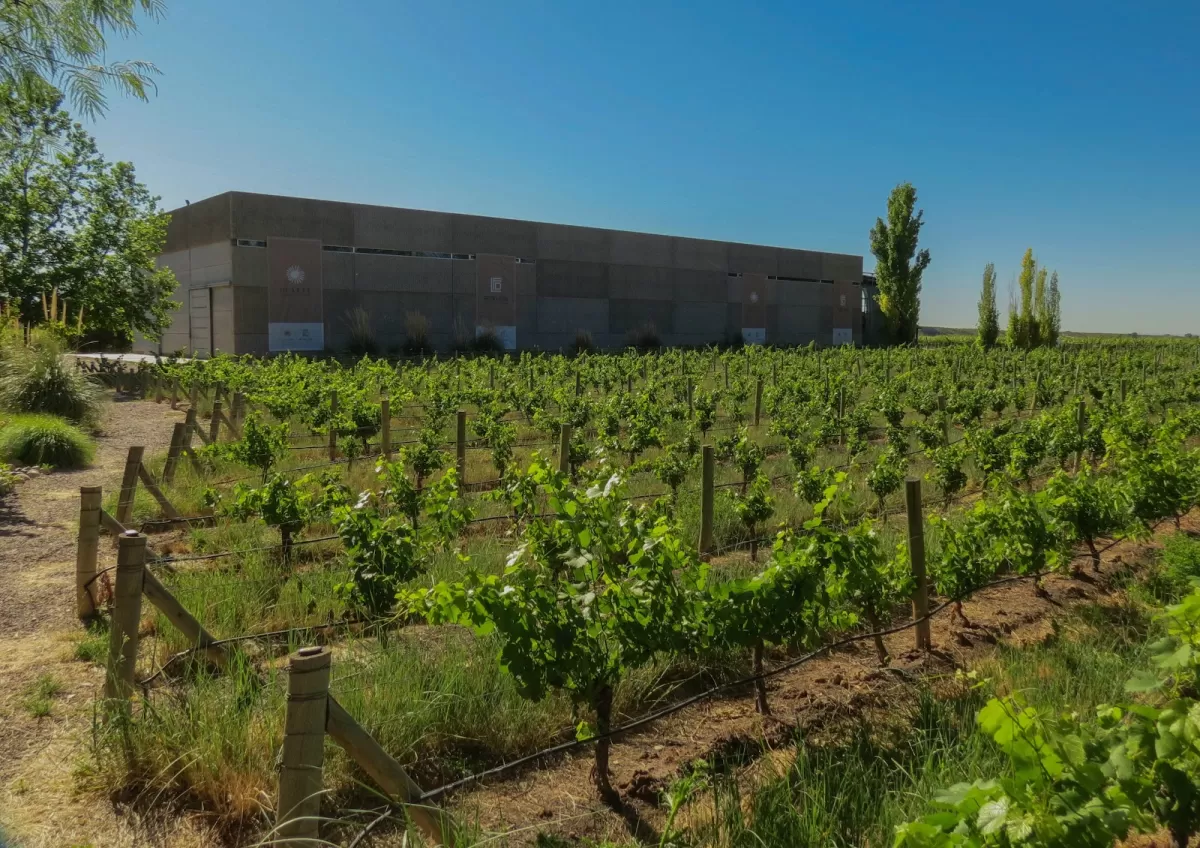 Huarpe Riglos Family Wines