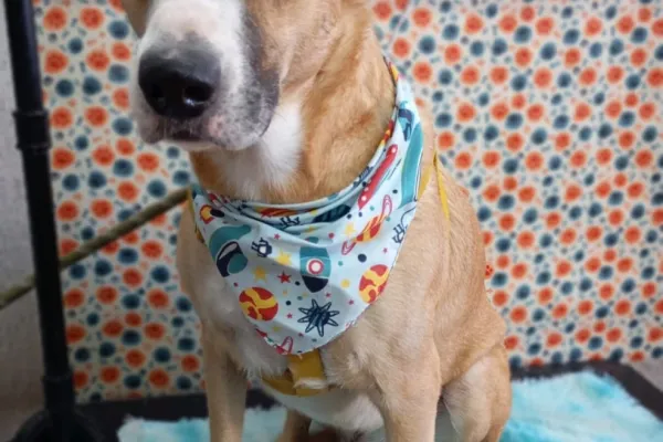 Peluditos Peluquería