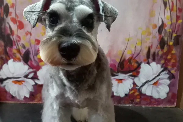 Flavia Romano Peluquería Canina