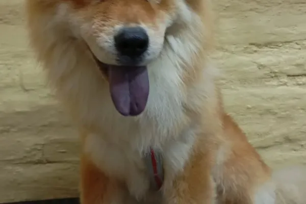 Glamour Canino
