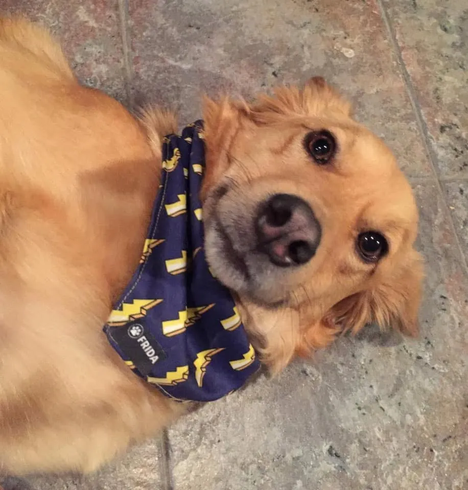 Frida Mundo Canino